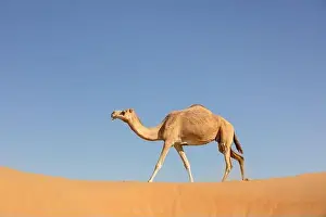 A sand colored dromedary camel walking on a dune in the Empty Quarters desert. Abu Dhabi, United Arab Emirates