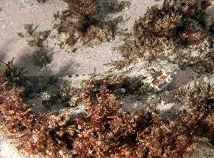 Dominican Republic Prints: A Sand Diver (Synodus intermedius) in Punta Cana, Dominican Republic