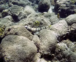 Leeward Antilles Prints: A Sand Diver (Synodus intermedius) in Roseau, Dominica