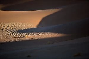 Desert Collection: Sand dune abstract taken in Sossusveli, Namibia
