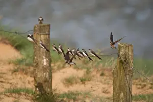 Collared Prints: Sand martin group Riparia riparia or European collared migratory passerine bird