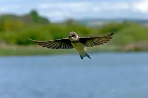 Migrants Prints: Sand martin-Riparia riparia in flight