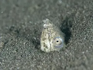 Camouflaging Prints: A sand snake eel (Ophichthus altipennis)