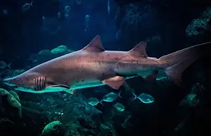 Reef Aquarium Prints: A sand tiger shark in dark ocean water