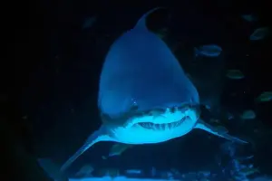 Cuvier Prints: A Sand tiger shark underwater coming to you