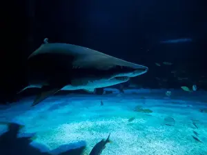 Cuvier Prints: A Sand tiger shark underwater coming to you