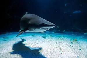 Cuvier Prints: A Sand tiger shark underwater coming to you