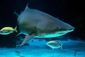 Cuvier Prints: A Sand tiger shark underwater coming to you