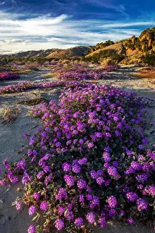 Chuck Haney Prints: Sand verbena wildflowers in the Coachella Valley National Wildlife Refuge near Palm Springs