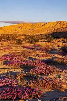 Chuck Haney Prints: Sand verbena wildflowers in the Coachella Valley National Wildlife Refuge near Palm Springs