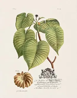 Sandbox Tree. Botanical illustration from the 18th century by Ehret, George Dionysius, 1708-1770
