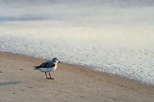 Carolina Prints: Sanderling bird runs away from the surf of the Atlantic Ocean