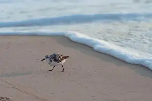Carolina Prints: Sanderling bird runs away from the surf of the Atlantic Ocean