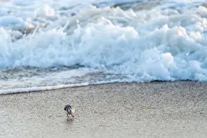 Carolina Prints: Sanderling bird runs away from the surf of the Atlantic Ocean