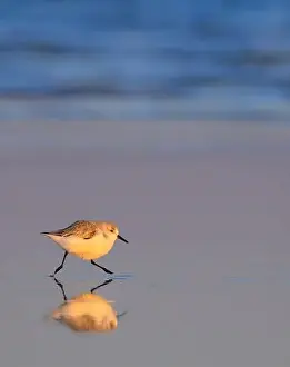 Alba Prints: Sanderling (Calidris alba) running at the beach along the ocean coast at sunset light with reflection