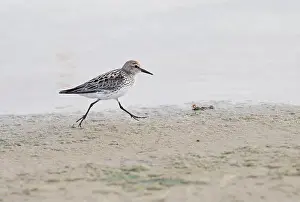 Shorebirds Prints: The sanderling (Calidris alba) in summer plumage running through the beach