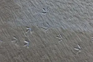 Muddy Prints: Sanderling, Calidris alba, tracks along Pacific Ocean in Ocean City State Park