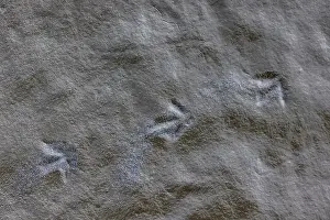 Muddy Prints: Sanderling, Calidris alba, tracks along Pacific Ocean in Ocean City State Park