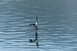 Calidris Alba Prints: Sanderling Sandpiper in flight dips wingtip in water