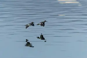 Calidris Alba Prints: Sanderling Sandpiper in flight dips wingtip in water