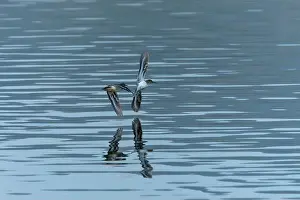 Calidris Alba Prints: Sanderling Sandpiper in flight dips wingtip in water