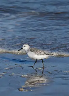 Sea Bird Prints: Sanderling on South Padre Island Beach in Texas