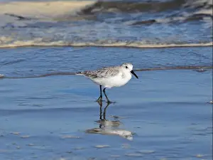 Sea Bird Prints: Sanderling on South Padre Island Beach in Texas