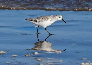 Sea Bird Prints: Sanderling on South Padre Island Beach in Texas