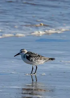 Sea Bird Prints: Sanderling on South Padre Island Beach in Texas