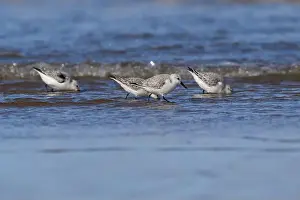 Insectivore Prints: Sanderling, Titchwell, Norfolk