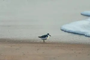 Carolina Prints: Sanderling walking on a Nags Head beach in the sand looking for food