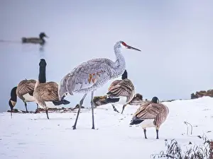 Migratory Bird Prints: Sandhill Crane bird hanging out with Canada Geese on a snowy field by the lake