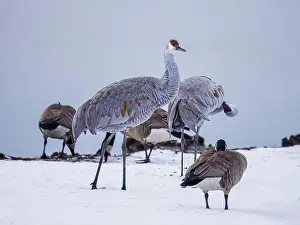 Migratory Bird Prints: Sandhill Crane birds hanging out with a flock of Canada Goose on a snowy field by the lake