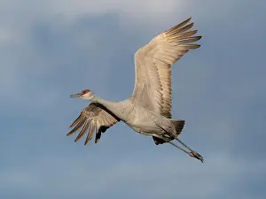 Sandhill Crane Prints: Sandhill crane calling while flying, Bernardo Wildlife Area, New Mexico