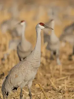 Sandhill Crane Prints: Sandhill crane among others feeding in corn fields, Bernardo Wildlife Area, New Mexico