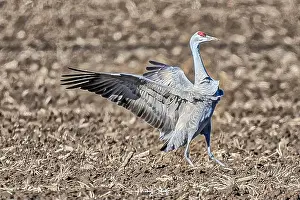 Michael Schertz Prints: Sandhill crane in the fields around Othello, Washington State