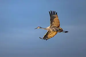 Migrating Prints: Sandhill crane in flight. Bosque del Apache National Wildlife Refuge, New Mexico