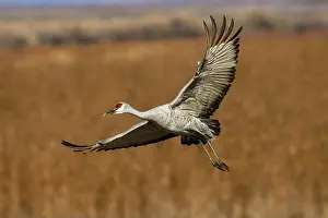 Migrating Prints: Sandhill crane in flight. Bosque del Apache National Wildlife Refuge, New Mexico