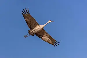 Migrating Prints: Sandhill crane in flight. Bosque del Apache National Wildlife Refuge, New Mexico