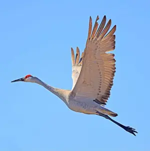 Dundee Prints: Sandhill crane in flight above the marsh, Dundee, Quebec