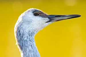 Fraser River Prints: Sandhill crane (Grus canadensis)