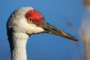 Fraser River Prints: Sandhill crane (Grus canadensis)