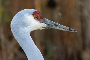 Fraser River Prints: Sandhill crane (Grus canadensis)