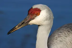 Fraser River Prints: Sandhill crane (Grus canadensis)