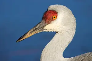 Fraser River Prints: Sandhill crane (Grus canadensis)
