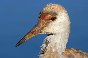 Fraser River Prints: Sandhill crane (Grus canadensis)