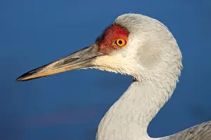 Fraser River Prints: Sandhill crane (Grus canadensis)