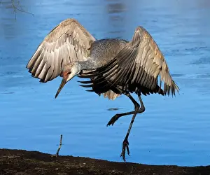 Fraser River Prints: Sandhill crane (Grus canadensis)
