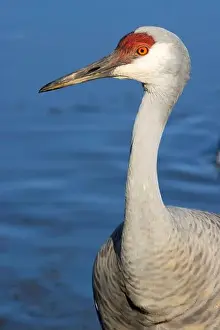 Fraser River Prints: Sandhill crane (Grus canadensis)
