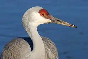 Fraser River Prints: Sandhill crane (Grus canadensis)